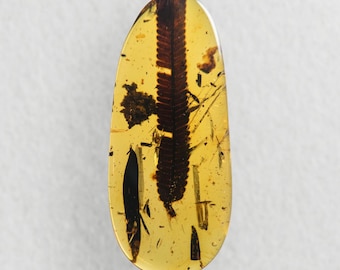 May include: A polished, oval-shaped piece of amber with a preserved dark brown fern or leaf inclusion. The amber is a translucent golden yellow color, with small dark specks and inclusions visible throughout. The fossilized plant is the focal point.