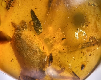 BIG SPIDER in Burmese / Burmite amber fossil / 100% genuine amber / Spectacular Rare Inclusion