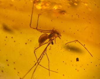 ASSASSIN SPIDER in Burmese / Burmite amber fossil / 100% genuine amber / Spectacular Rare Inclusion