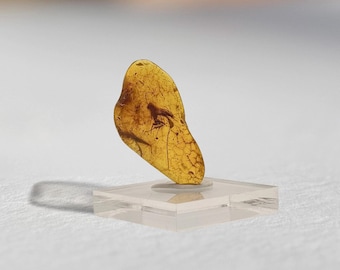 希少なトカゲの足、ビルマ産琥珀に含まれる化石 - Etsy 日本