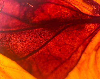 Leaf in Burmese / Burmite amber fossil / 100% genuine amber / Spectacular Rare Inclusion