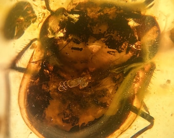 TOAD BUG in Burmese / Burmite amber fossil / 100% genuine amber / Spectacular Rare Inclusion