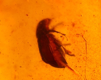 Burmese Amber Fossil: Beetle Inclusion (42x33mm)