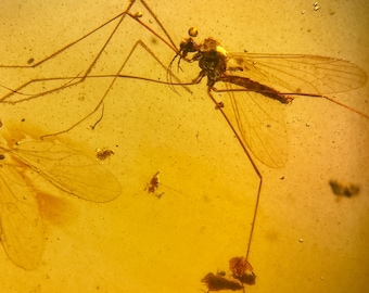 GNAT MIDGE in Burmese / Burmite amber fossil / 100% genuine amber / Spectacular Rare Inclusion