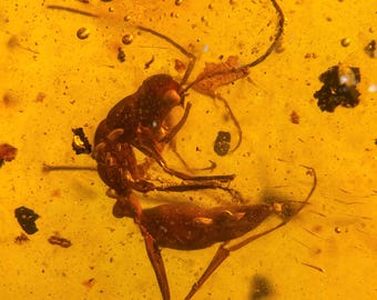 Könnte beinhalten: Nahaufnahme eines Insekts, das in Bernstein konserviert ist. Das Insekt hat eine rotbraune Farbe mit sichtbaren Antennen und Beinen. Der Bernstein hat einen durchscheinenden, goldgelben Farbton mit kleinen Blasen und Partikeln.