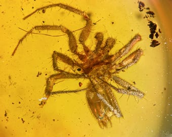 BIG SPIDER in Burmese / Burmite amber fossil / 100% genuine amber / Spectacular Rare Inclusion