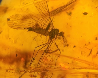 Scorpion Fly in Burmese / Burmite amber fossil / 100% genuine amber / Spectacular Rare Inclusion