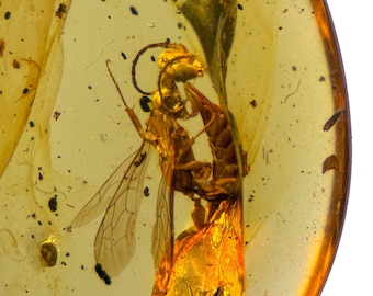 May include: A close-up of a wasp encased in amber. The insect is a golden-brown color with visible wings and body details. The amber is a translucent yellow-orange hue, with a smooth, polished appearance. The image is set against a white background.