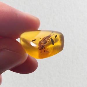 Op de afbeelding: Een stuk barnsteen met een bewaard gebleven insect. Het barnsteen is doorschijnend, goudgeel van kleur en het insect is roodbruin. Het insect is goed gedefinieerd, met zichtbare poten, vleugels en lichaamssegmenten. Het barnsteen wordt in een hand gehouden.