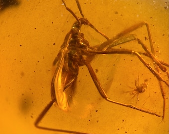 数百万年の間閉じ込められていた珍しい昆虫が入った琥珀 | バルト海産