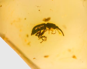 メタリックブルーゾウムシ。polyteles decussatus。甲虫。本物の昆虫