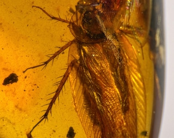 COCKROACH in Burmese / Burmite amber fossil / 100% genuine amber / Spectacular Rare Inclusion