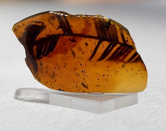 May include: A piece of amber with a fossilized leaf inside. The amber is a warm, honey color and the leaf is dark brown. The amber is on a clear acrylic stand.