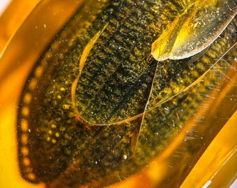 Ommatidae Beetle Body in Burmese / Burmite amber fossil / 100% genuine amber / Spectacular Rare Inclusion