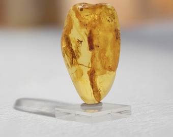 May include: A small, teardrop-shaped piece of amber with a fossilized insect trapped inside. The amber is a warm, honey color and the insect is a dark brown.
