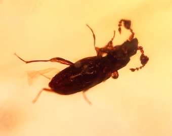 FUNGUS beetle in Burmese / Burmite amber fossil / 100% genuine amber / Spectacular Rare Inclusion
