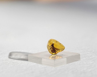 希少な絶滅したバッタ科（エルカニダエ科）、ビルマ産琥珀に含まれる