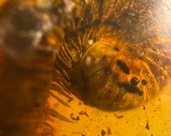 Puede incluir: Primer plano de un insecto fosilizado dentro de ámbar. El ámbar es de color marrón dorado translúcido, mostrando los detalles del insecto. El insecto, posiblemente un pequeño escarabajo, presenta patas y segmentos corporales visibles.