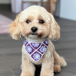 May include: A small, light brown dog wearing a purple and white crocheted bandana with flower designs. The bandana has a white border.