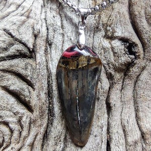 Fossilised shark tooth with resin (Clear + Red)