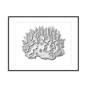 Koralle Art Print - Inkjet Druck - Kunstpapier - Monochromer Druck - Postkarte - Geschenkkarte - Monochrom