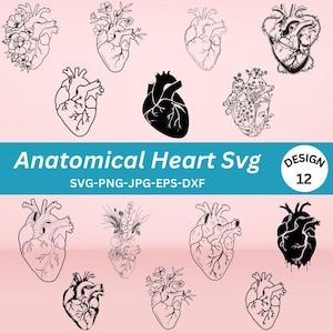 Herz-Svg-Bundle, anatomisches Herz-Svg-Bundle, Blumen-Herz-Svg, Menschliches Herz-Svg, Anatomie-Svg, Herz SVG, Kardiologie-Svg, realistisches Herz-Svg