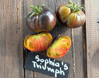 Tomate Sofia Saakova 'El triunfo de Sofía' (10 semillas)