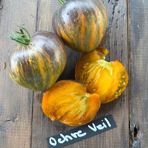 Può includere: Due pomodori interi e due metà affettate con buccia a strisce viola scuro, verdi e gialle e polpa arancione brillante. Una piccola etichetta rettangolare nera con il testo scritto a mano in bianco Ochre Veil è posizionata accanto ai pomodori.