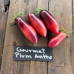 Op de afbeelding: Vier Gourmet Plum Antho-tomaten met een dieprode en paarse gradiënt, gerangschikt op een rustiek houten oppervlak. De tomaten hebben groene stelen en worden vergezeld door een zwart bord met witte tekst.