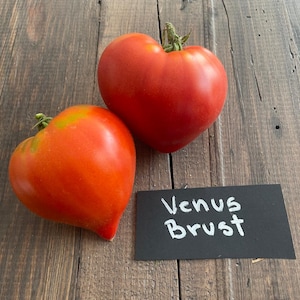 Venus Breast Tomato 10 seeds