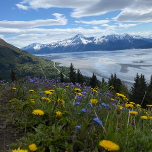 May include: A scenic view of a snow-capped mountain range with a valley and a river in the foreground. The valley is covered in green grass and wildflowers, including yellow dandelions and blue forget-me-nots.