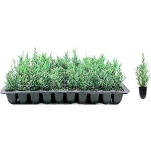 Italian Cypress Tree, Tall Narrow Evergreen (1 to 3 Gallon Pots)