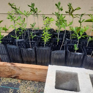 Live Oak in 1-Gallon Pot | Southern Shade Tree | Fast-Growing | Native Wildlife Habitat | Quercus virginiana