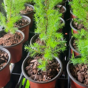 Southern Red Cedar Tree | Rooted Plug or 4-Inch Pot | Native Evergreen | Windbreak, Privacy Screen, Wildlife Habitat | Zones 7–10