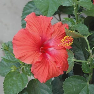 Live Hibiscus Plug Plant (Red) | Tropical Flowering Shrub Starter | Outdoor Garden & Patio | Pollinator Attractor