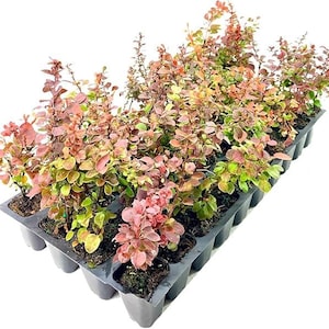 Arbuste épine-vinette Rosy Glow : feuillage rose et pourpre, résistant à la sécheresse