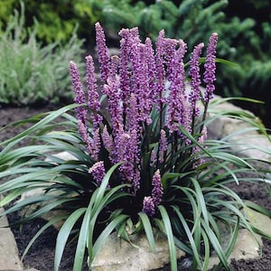 Big Blue Lilyturf - Shade To Partial Sun Ground Cover - Lavender Blooming Perennial, Drought Tolerant, Eco Friendly Nursery