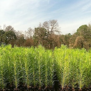 Könnte beinhalten: Ein Feld mit jungen, leuchtend grünen Kiefernsämlingen unter einem teilweise bewölkten Himmel. Die Setzlinge sind dicht gepackt und bilden einen strukturierten Vordergrund. Bäume und Blätter sind im Hintergrund zu sehen.