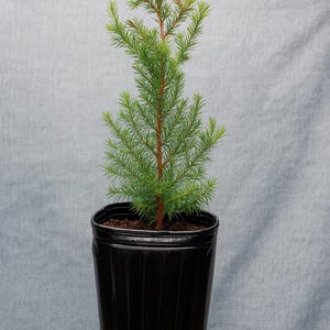 Live Southern Red Cedar Tree | Native Evergreen in 1-Gallon Pot | Privacy Barrier, Wind Block, Wildlife Shelter | Low-Maintenance