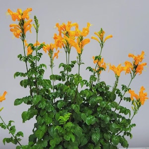 Cape Honeysuckle | Tecoma capensis | 1 Live Plant in 2x2 Pot | Fast-Growing Orange Flowering Shrub | Hummingbird & Butterfly Magnet