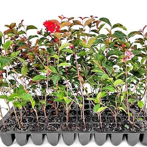 Tonto rouwband mirte | Veel 3, 10 of 20 levende planten | Fuchsiarode bloemen | Snelgroeiende sierheester | Bloeiende haag | Zones 7-10