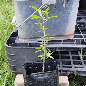 Chêne vivant (pot de 1 gallon) | Quercus virginiana | Arbre d'ombrage du sud | À croissance rapide et respectueux de la faune