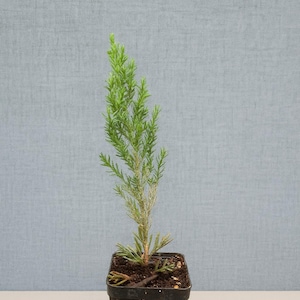 Blaupunkt Wacholder: Aufrechte Sichtschutzhecke - Trockenresistentes Immergrün