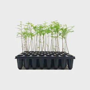 Bald Cypress | 10, 20, or 30 Live Trees | Taxodium distichum | Well-Rooted Seedlings | Fast-Growing Shade Tree | Wetland & Flood Tolerant