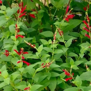 May include: A close-up of a flowering plant with striking red flowers and verdant green leaves. The plant features slender stems adorned with clusters of small, bright red flowers, contrasting beautifully with the green foliage. The plant is in full bloom.