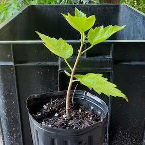 Red Maple Tree | Acer rubrum | 1 Live Tree in 1-Gallon Pot | Native Shade Tree | Fast Growing | Brilliant Fall Color | Wet or Dry Soil