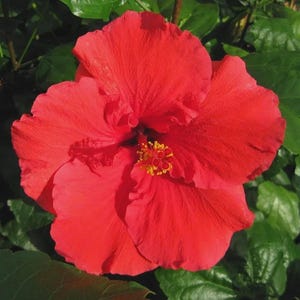 Presidential Red Hibiscus | 1-Gallon Live Plant | Tropical Red Flowering Shrub | Patio or Garden | Hummingbird Friendly | Zones 9–11
