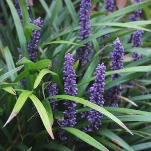 Big Blue Lilyturf | 10, 20, 30 Live Ground Cover Plants | Liriope muscari ‘Big Blue’ | Shade Tolerant, Drought Resistant Perennial