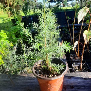 Southern Red Cedar Tree: Native Evergreen, Privacy Screen (Rooted Plug or 4-Inch Pot)