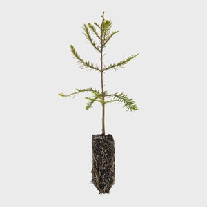 Baldcypress Tree Seedling | Taxodium distichum | Native Live Tree | Wetland Rain Garden Plant | Fast Growing | Zones 5–10 | Organic
